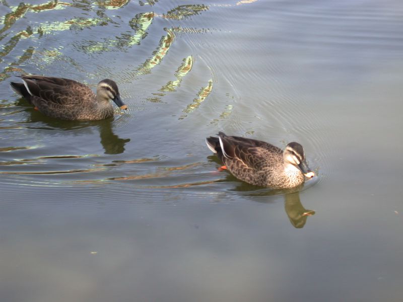 dscn0411.jpg