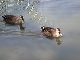 dscn0411